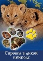 Дикие звери-сироты/Wild Orphans
