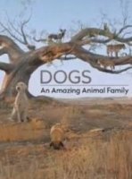 Удивительное семейство псовых/Dogs - An amazing animal family