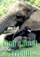 Лучшие друзья собаки/Dogs Best Friend 1 сезон