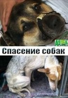 Спасение собак/The Dog Rescuers 2 сезон