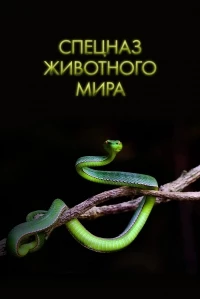Спецназ животного мира/Animal Special Forces