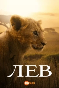 Лев/Lion